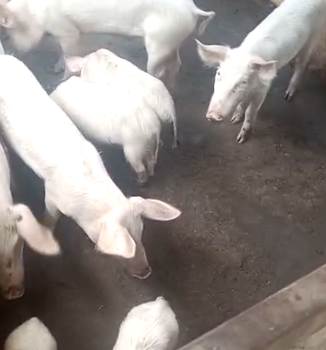 Livestock Feed